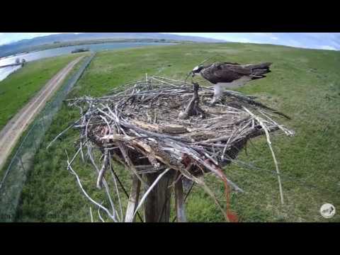 6/16/17 ~ OSMP OSPREY, CHICK GETS AGGRESSIVE WITH MOM