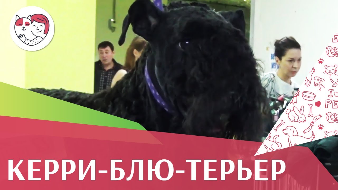 Керри-блю-терьер на ilikepet. Особенности породы, уход