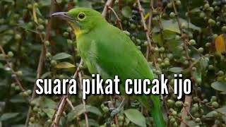 Download lagu Suara pikat cucak ijo betina pemancing cucak ijo jantan mp3