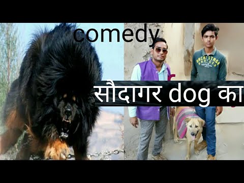 सौदागर Vs dog // funny video