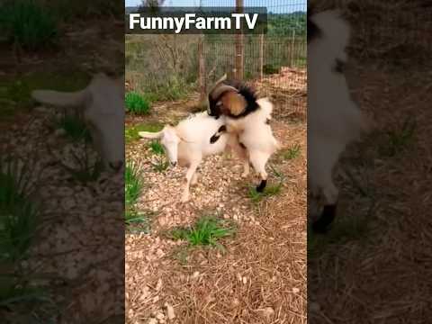 Flirting Goats 🐐 😜  #shorts #carnivorediet #farming