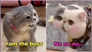 These Cats Can Speak English Better Then Hooman  �