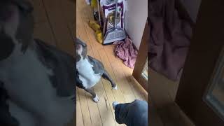 American Staffordshire Terrier Puppies Videos