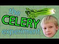 Celery Science Experiment The Doss Kids