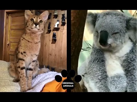 Original Animals #7. CUTE AND FUNNY ANIMALS VIDEO/ МИЛЫЕ И СМЕШНЫЕ ЖИВОТНЫЕ.