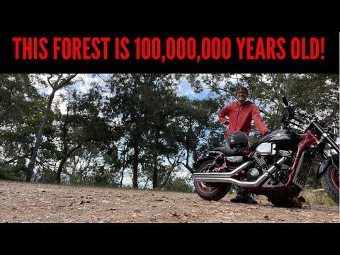 The Oldest Forest in the World! (Paluma NP, Mt Spec Road and Crystal Creek, North Queensland)