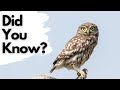 Things You Need Know About LITTLE OWLS