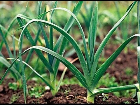 Разобрать слово по составу веснушка Жк веснушки г казань