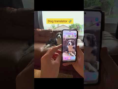 WhatsUpDog?: AI Dog Translator video thumbnail