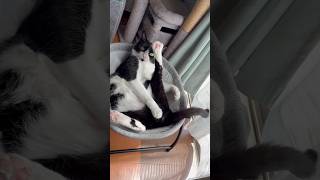 急にしっぽの存在に気づく猫 #shorts