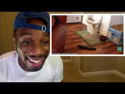 Cats Vs Cucumbers Reaction