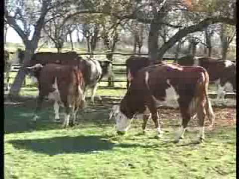 Stočari zadovoljni subvencijama