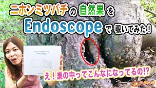 エンドスコープでニホンミツバチの自然巣の中を覗いてみた！【ニホンミツバチ観察】