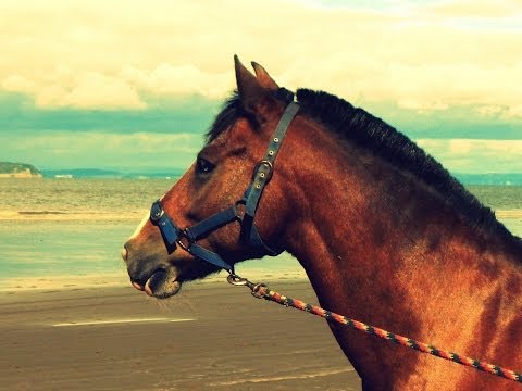 I know I can fly **beach**