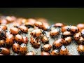How To Get Rid Of Ladybugs 