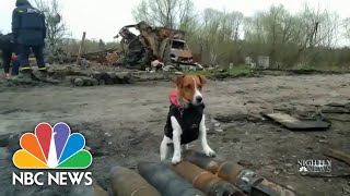 Download lagu The Jack Russell Terrier Detecting Bombs In Ukraine mp3