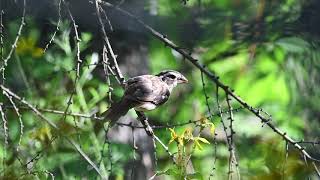 Download lagu CTAudubon Daily Bird: Female Rose-breasted Grosbeak, by Gilles Carter mp3