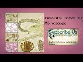 Parasites Under The Microscope