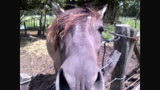 Giant Giant Sand- Forever and a Day