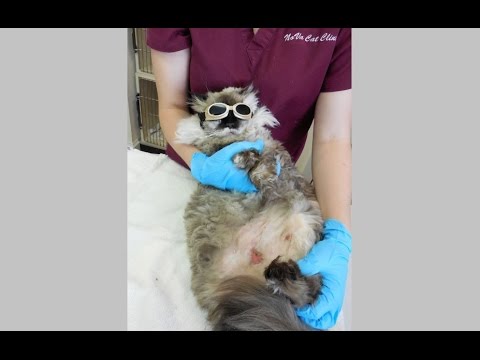 Fooki, a cat with abdominal injuries caused by MRSA