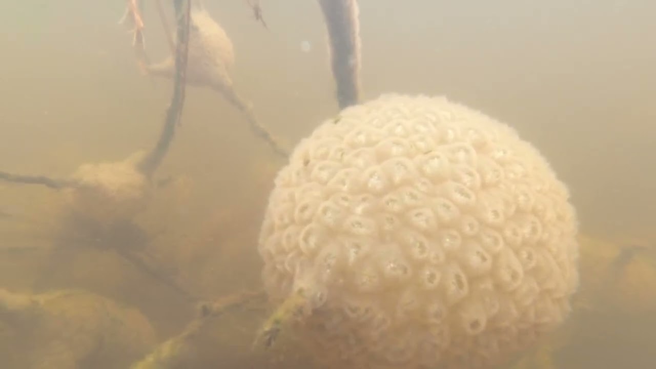 An underwater close-up of a large, pale cream-colored spherical mass attached to a submerged branch or log. The sphere is covered in hundreds of small, circular, flower-like openings, giving it a textured, honeycomb appearance. Murky water, aquatic vegetation, and additional branches are visible in the background.