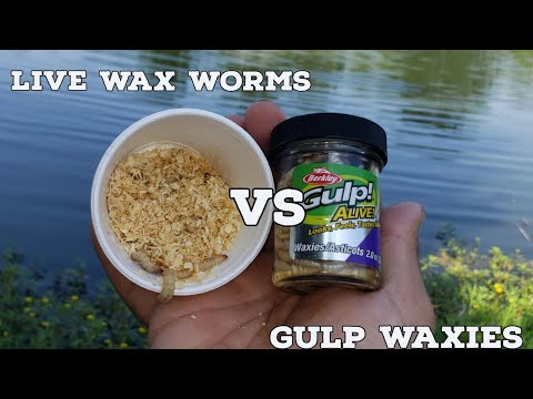 Live Wax Worms vs Gulp Waxies | Bait Testing