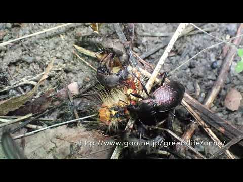 ハネカクシがマイマイガの幼虫を襲った