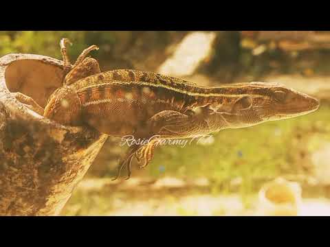 Say hello to this colorful Fella. #nature