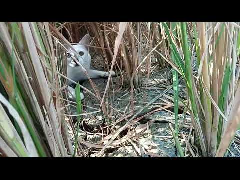 #cat|lying in land with sad