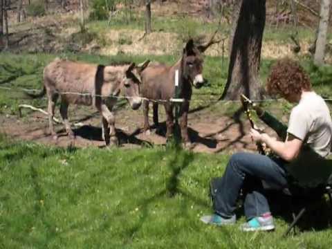 Isaac and the Donkeys