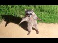 Funniest Animal Videos Ever (Part 1) DEFAULT Thumbnail