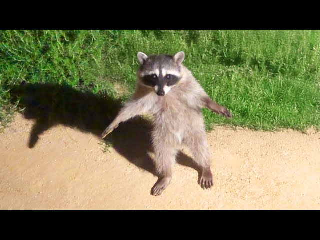 Funniest Animal Videos Ever (Part 1) SDDEFAULT Thumbnail