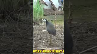 Download lagu Suara ruak ruak pikat paling ampuh - kruaaak keruak mp3 | Mp3 suara ruak ruak pikat paling ampuh mp3 Download lagu Suara ruak ruak pikat paling ampuh - kruaaak keruak mp3 | Mp3 suara ruak ruak pikat paling ampuh mp3