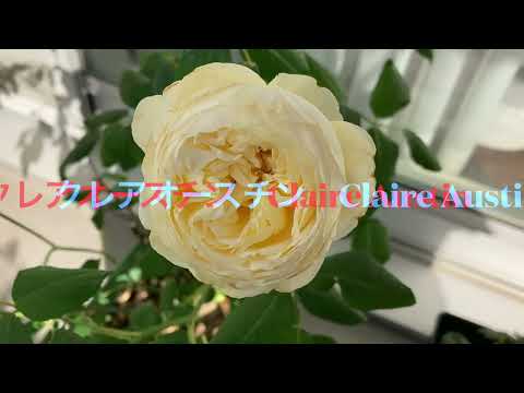 イングリッシュローズ「クレア・オースティン」 植物