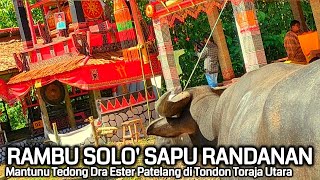 Download lagu MA'TINGGORO TEDONG TORAJA Pada Ritus Rambu Solo' Kasta Tertinggi di Tondon Toraja Utara mp3