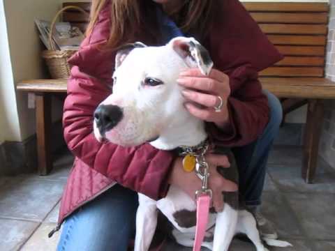 Stella (OPIN), an adopted American Staffordshire Terrier in Stamford, CT_image-1