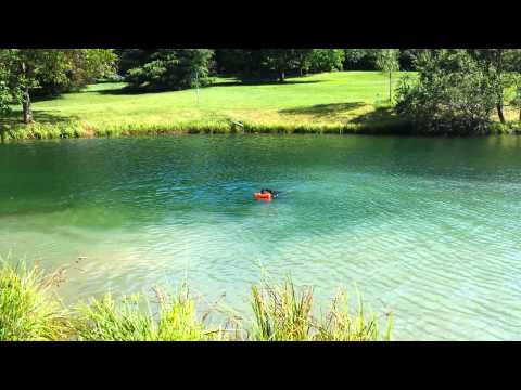 Jabina Lotus x Kumpel aus dem Furstentum Lippe puppy learns to swim "Solo" - 12 weeks