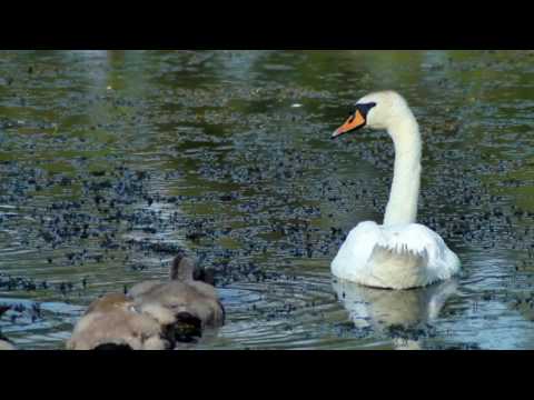 Preajba-Facai Lake Complex, Dolj County, Romania - Romanian subtitles