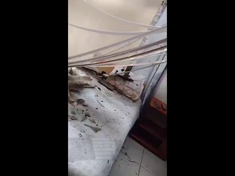 Boi sobe em telhado, fica preso em madeiras e causa estragos em casa