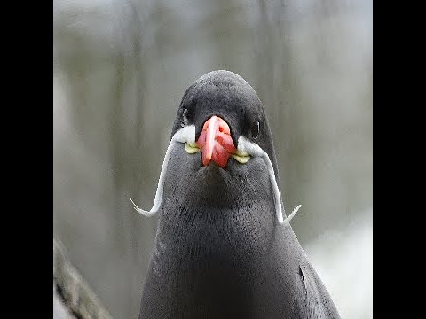 Stonemachia Fish% WR [2:01.51]