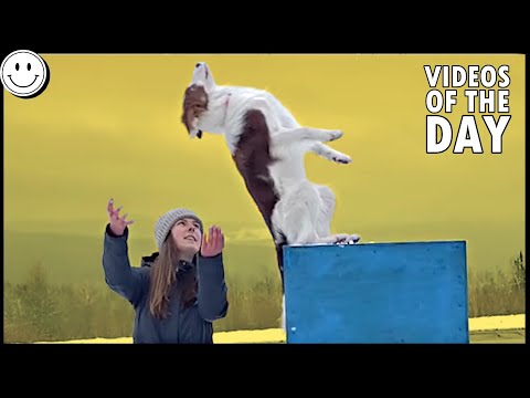 Perros y personas divertidísimos - ¡Videos del día!
