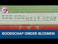 Bollenkweker Rik Pennings laat boodschap in bloembollenveld achter - OMROEP WEST