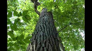 Laurie Lewis & Tom Rozum - The Oak And The Laurel