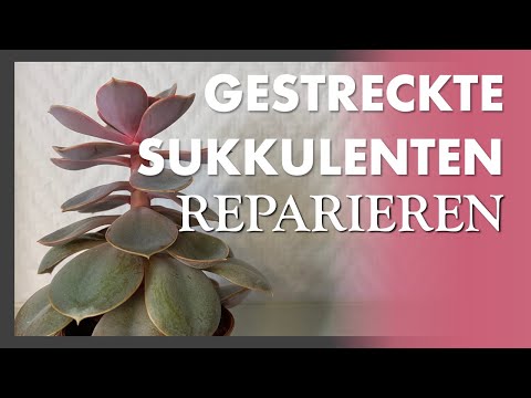We repair a STRETCHED SUCCULENT ✂️🌵 step by step - and you get free plants too