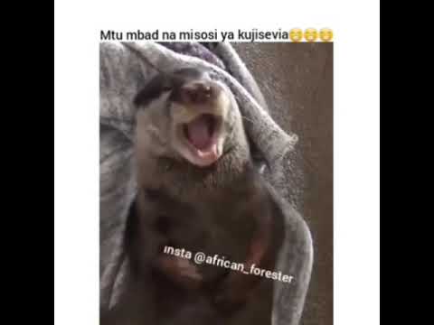 NYONYOMA NA TUMBO LA KUHARISHA UGENINI¬| KAPATA PISI KADANGANGANYA YE NI MKURUGENZI🤣🤣😁😁