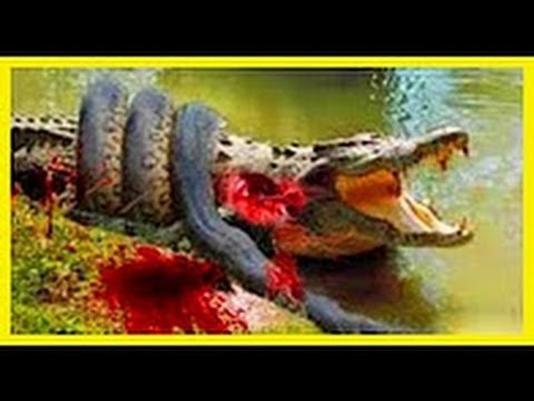 Wild Zebra Life Playing Mating Giving Birth And Caring Baby In Nature