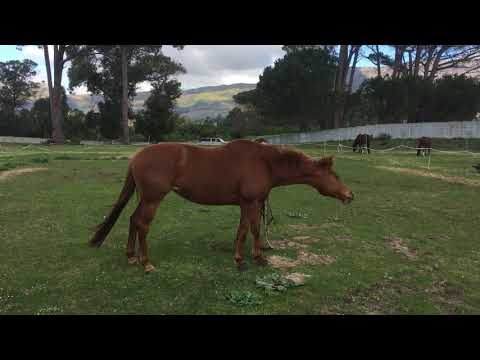 Gisela & Corday Liberty 1 Aug 2019