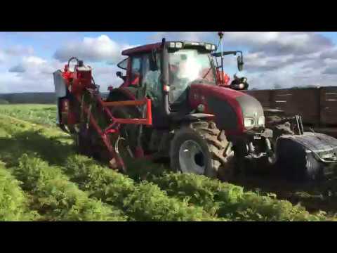 Dewulf P3K Profi demo 2016 carrot harvester - DEMO AGRO JUREK
