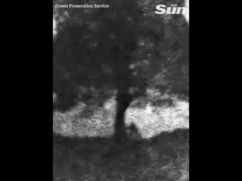 TALAN EL SYCAMORE GAP 🌳🪓 ¿Qué pasó con el árbol de Robin Hood? ¿Por qué TALARON el SYCAMORE GAP?