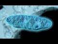 How Mitochondria Produce Energy
